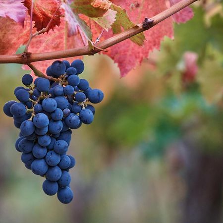 La Casa Del Vino - B&B Tollo Eksteriør billede